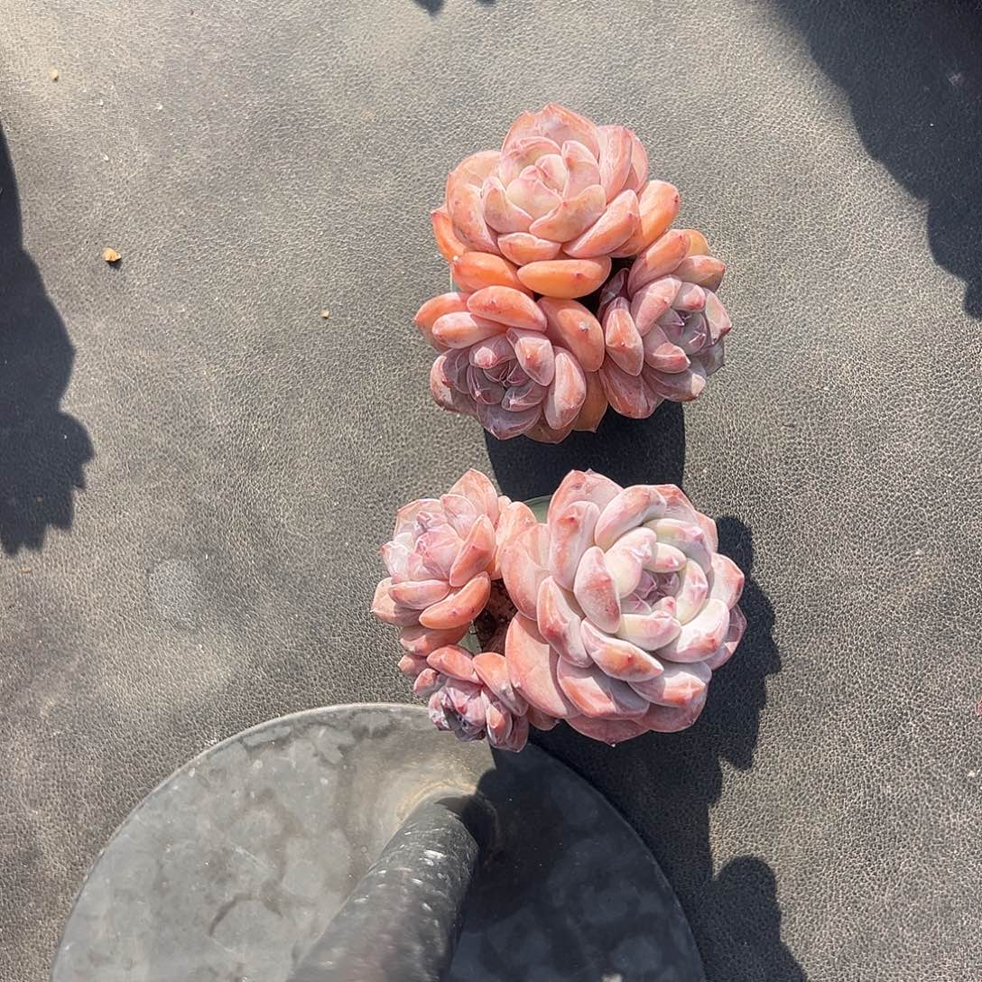 讨***葱俩个三头星影带盆发的时候1746