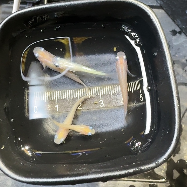 青鳉鱼48号拍品白出目