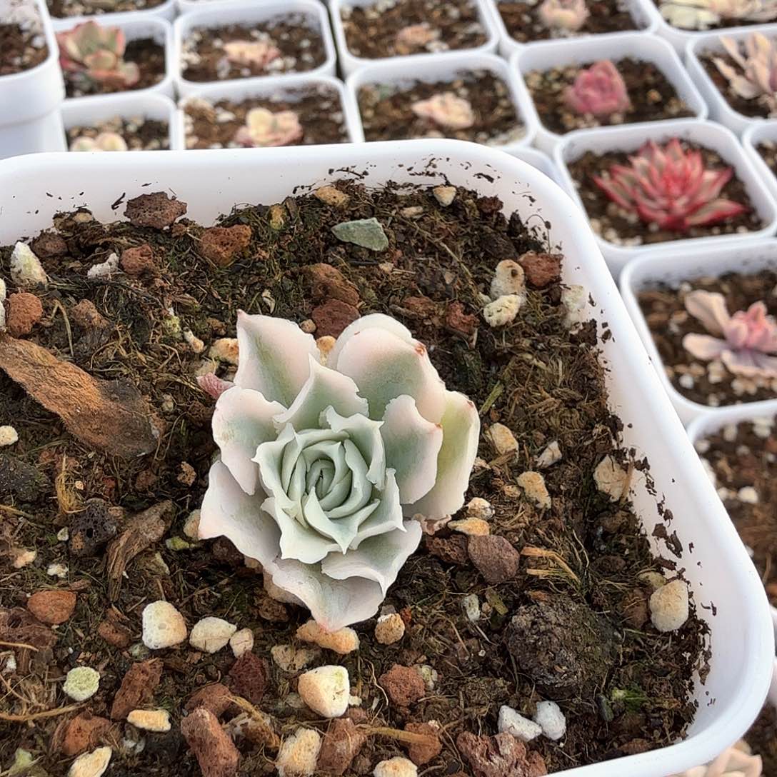 蓝丝绒锦多肉锦多肉