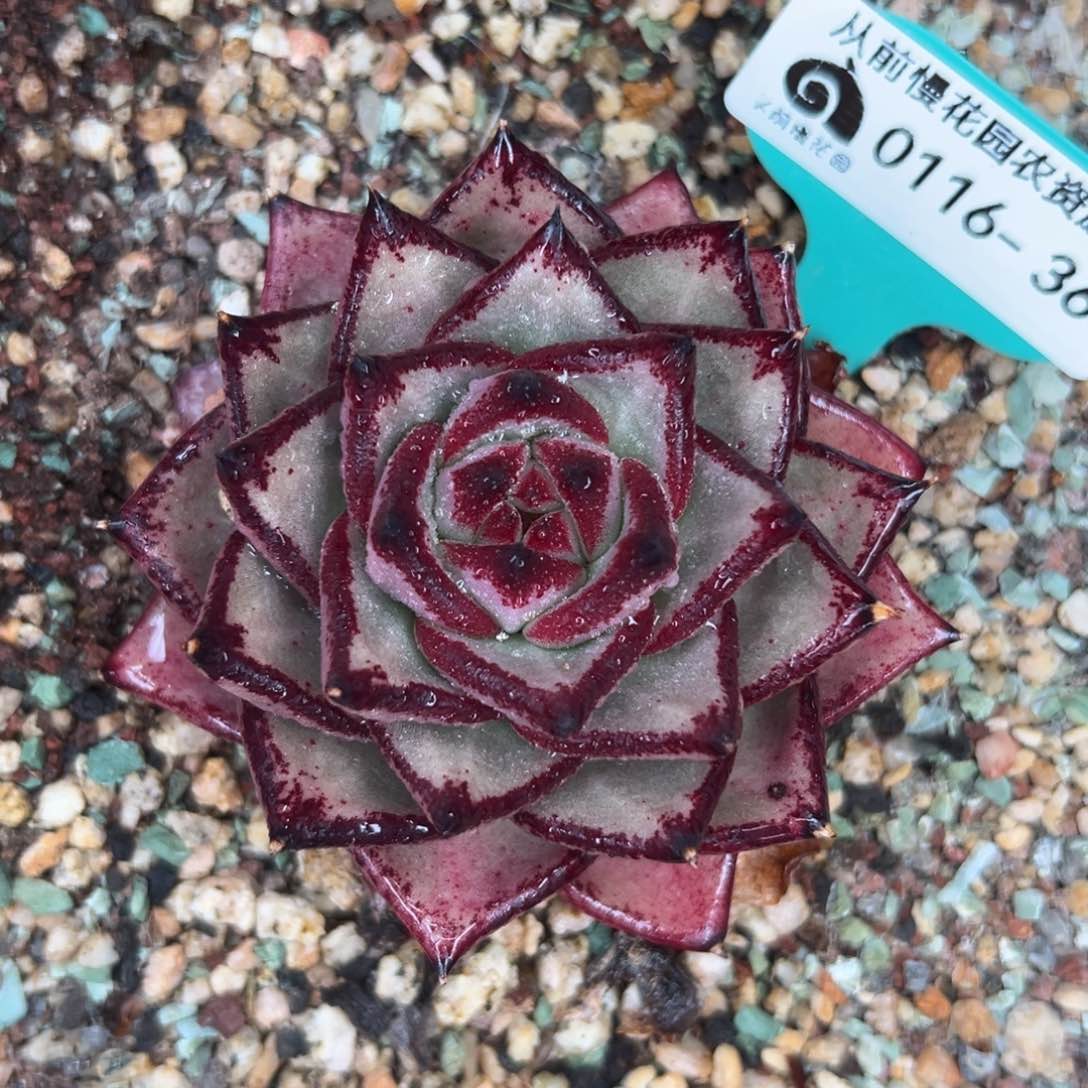 多肉精选编号0116.363