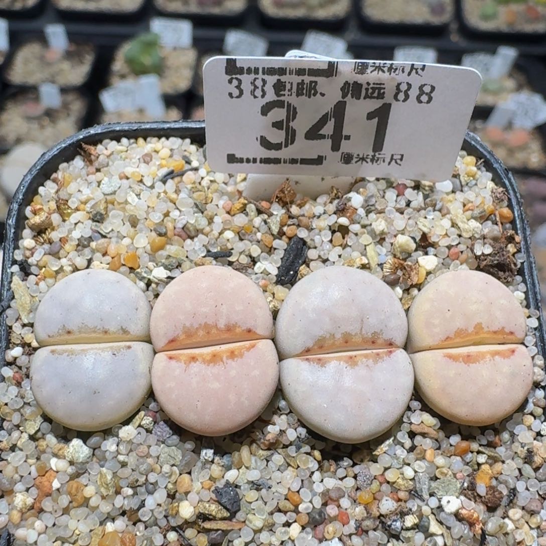 Zzzzz精品生石花341