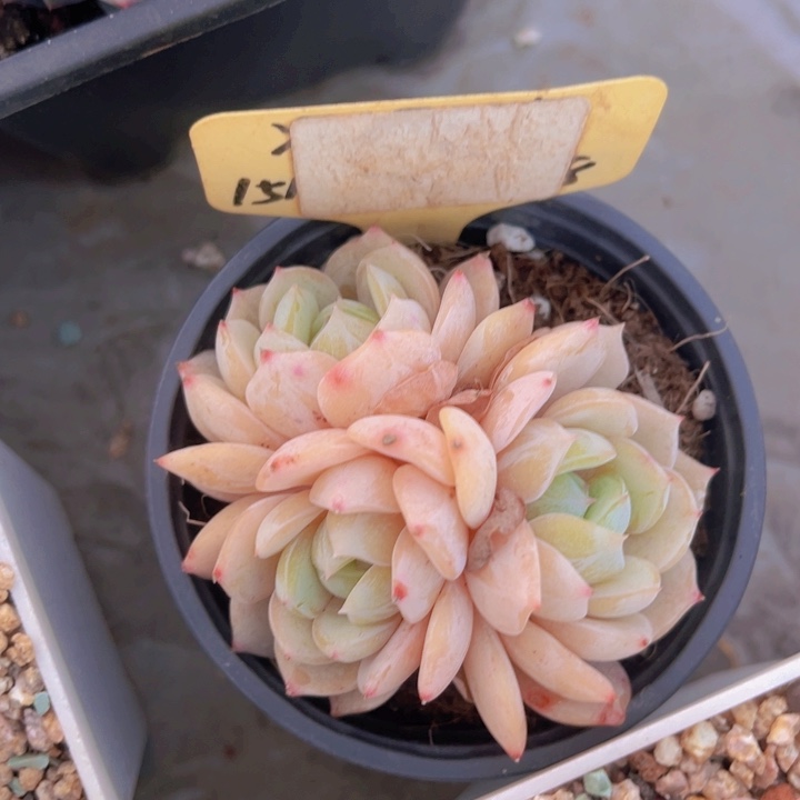 健健康康平平安安