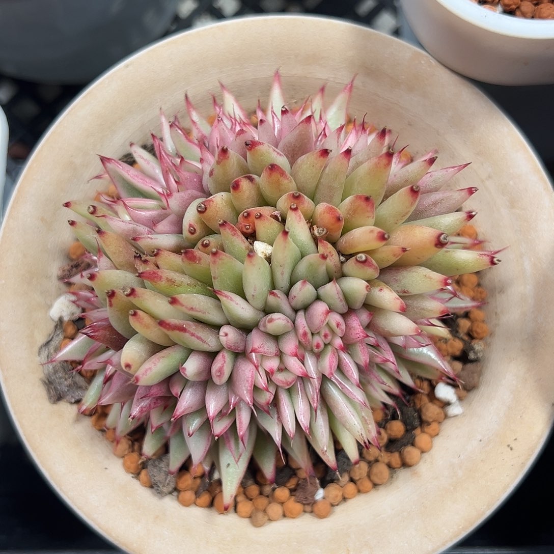 乌木锦缀多肉植物