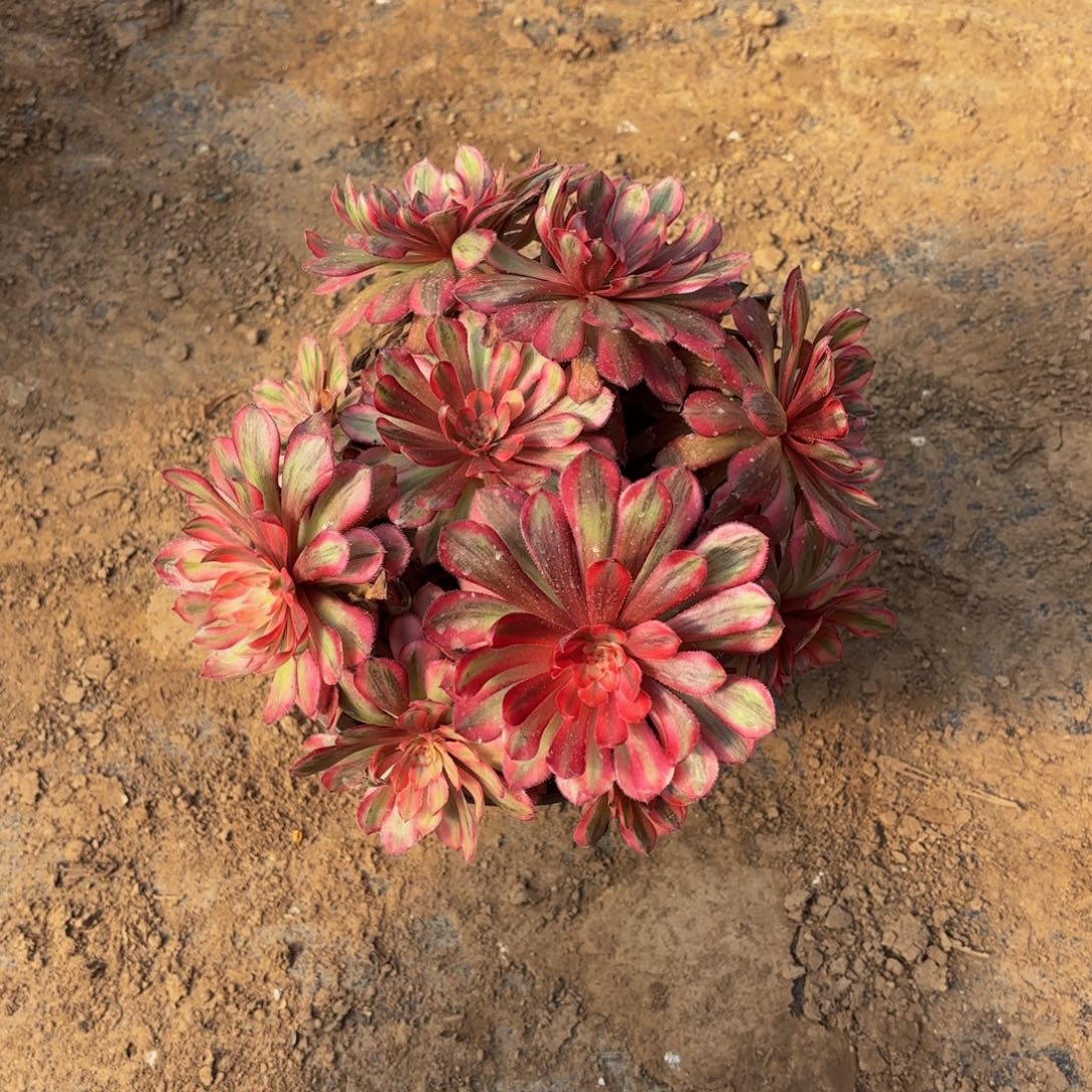 白月光样品一物一拍15.8