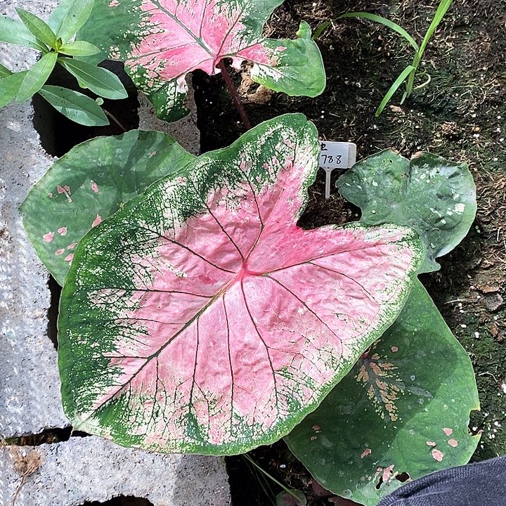 小***宝完全开放小包专拍