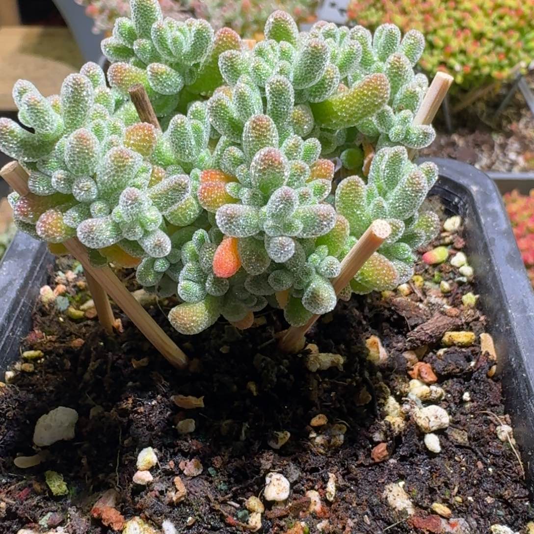 冰晶枝干番杏福利款230