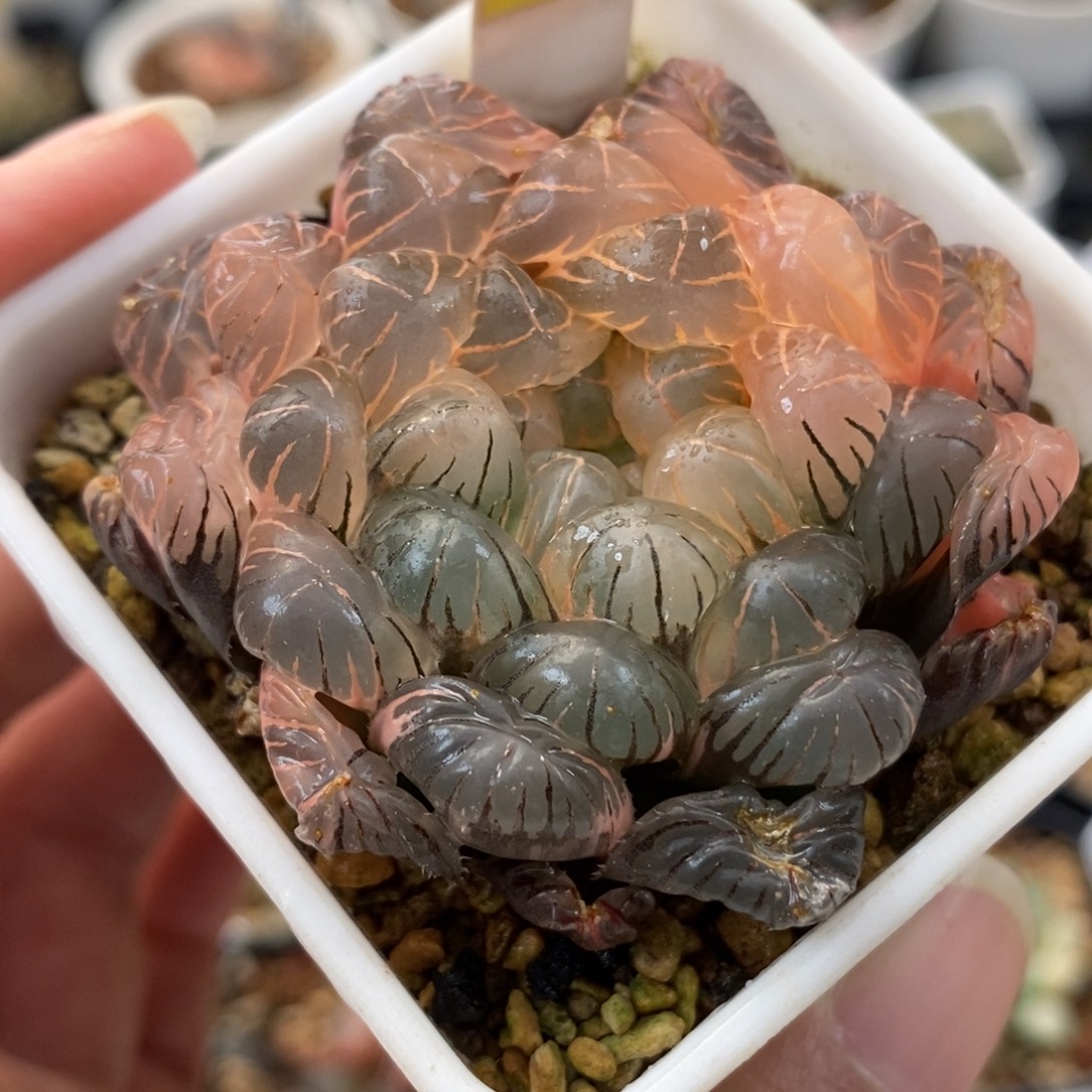 286糊斑湖水玉露锦一物一拍