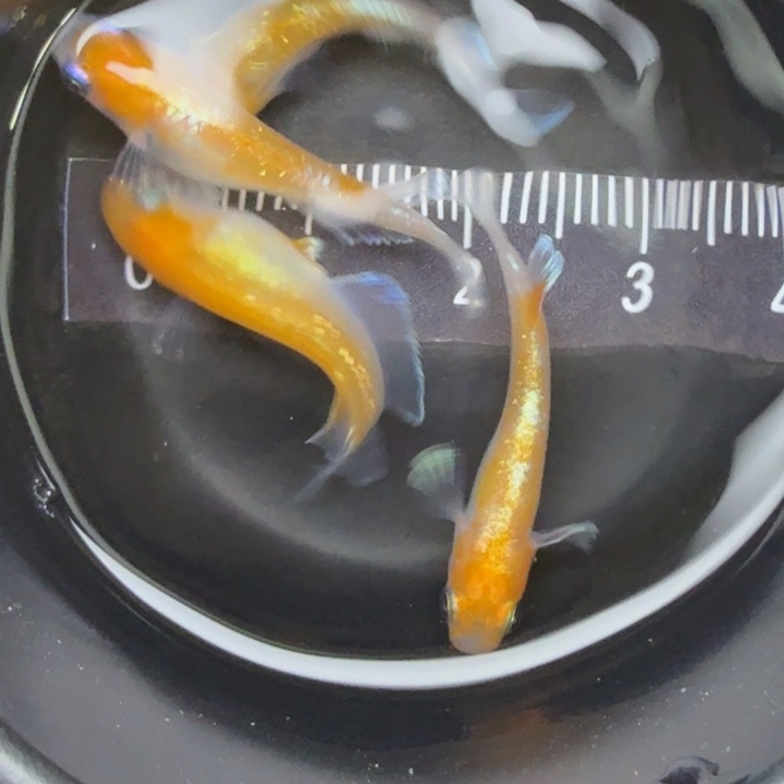 青鳉鱼红白赤壁15号