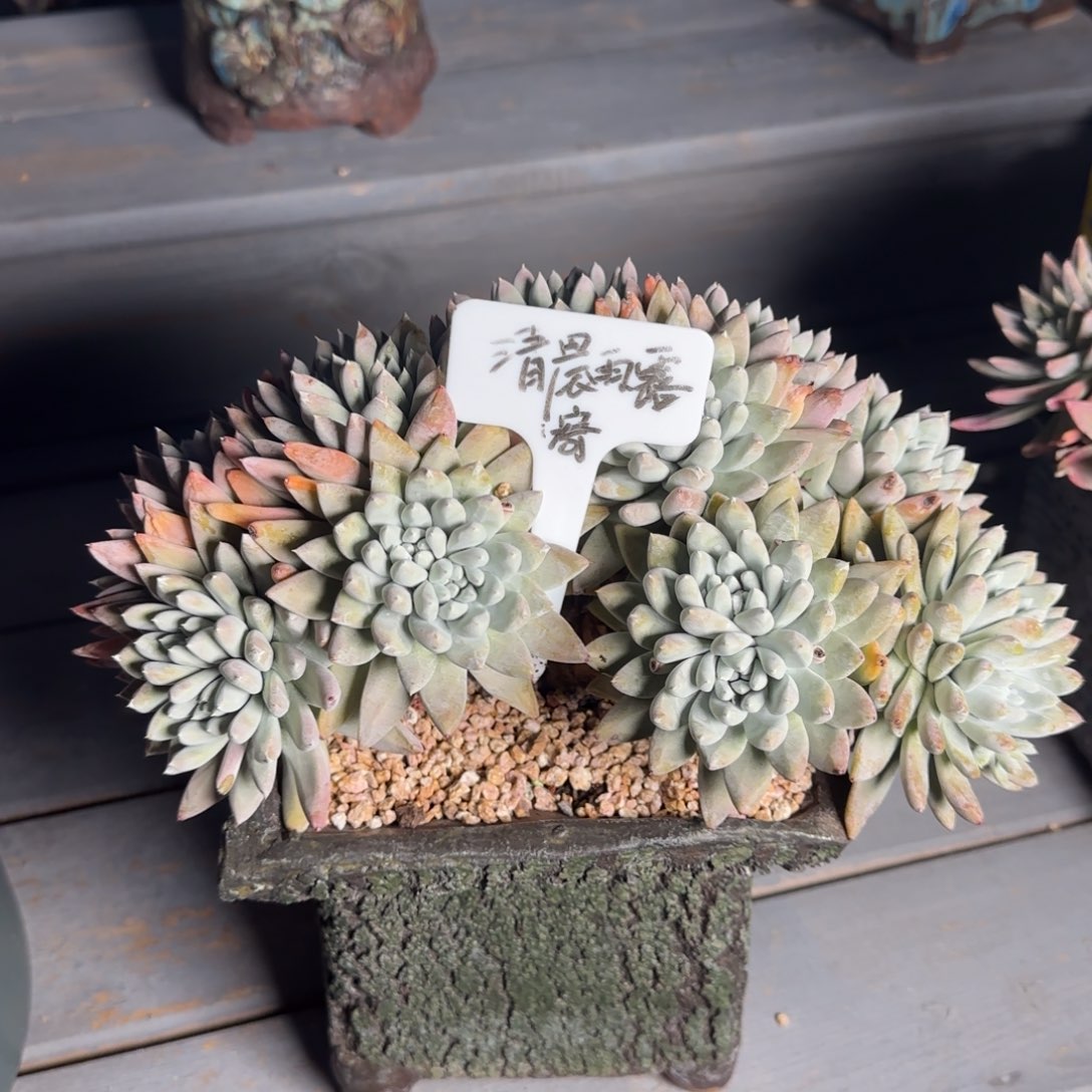 清**露20250211008仙女杯多肉植物清晨雨露