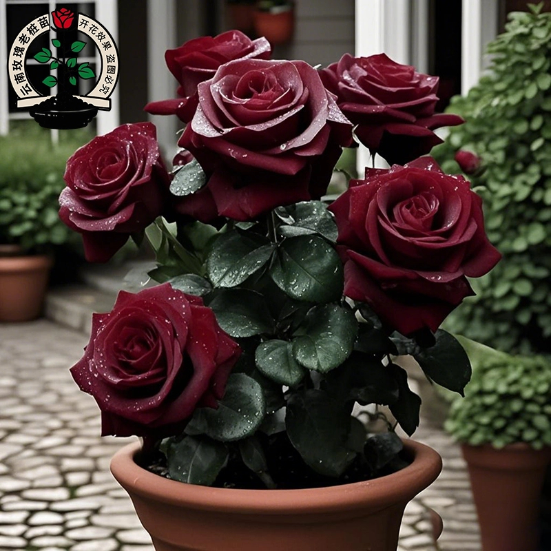 【养死包赔】云南稀有品种玫瑰老桩月季花苗开花包对版绿植花卉盆栽