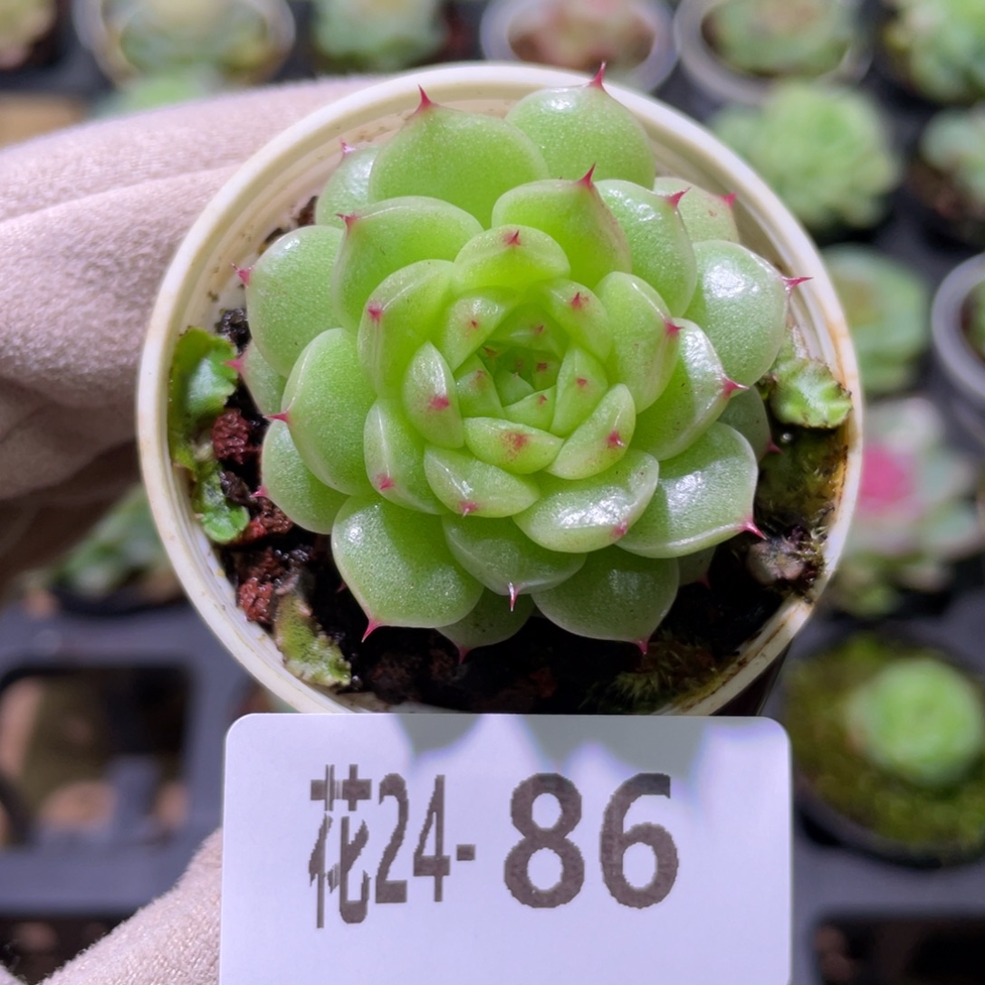 花利美24-86海王单头