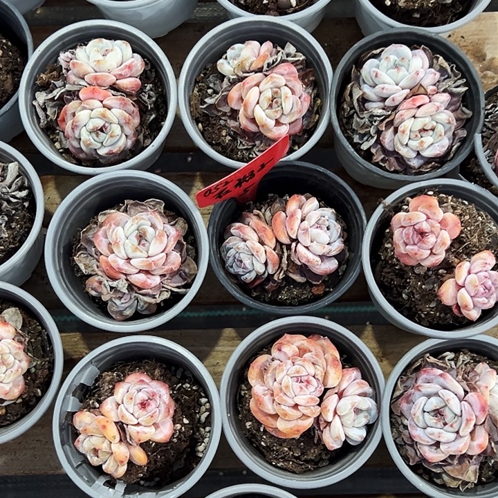 团052号。   两盆。石榴籽星影