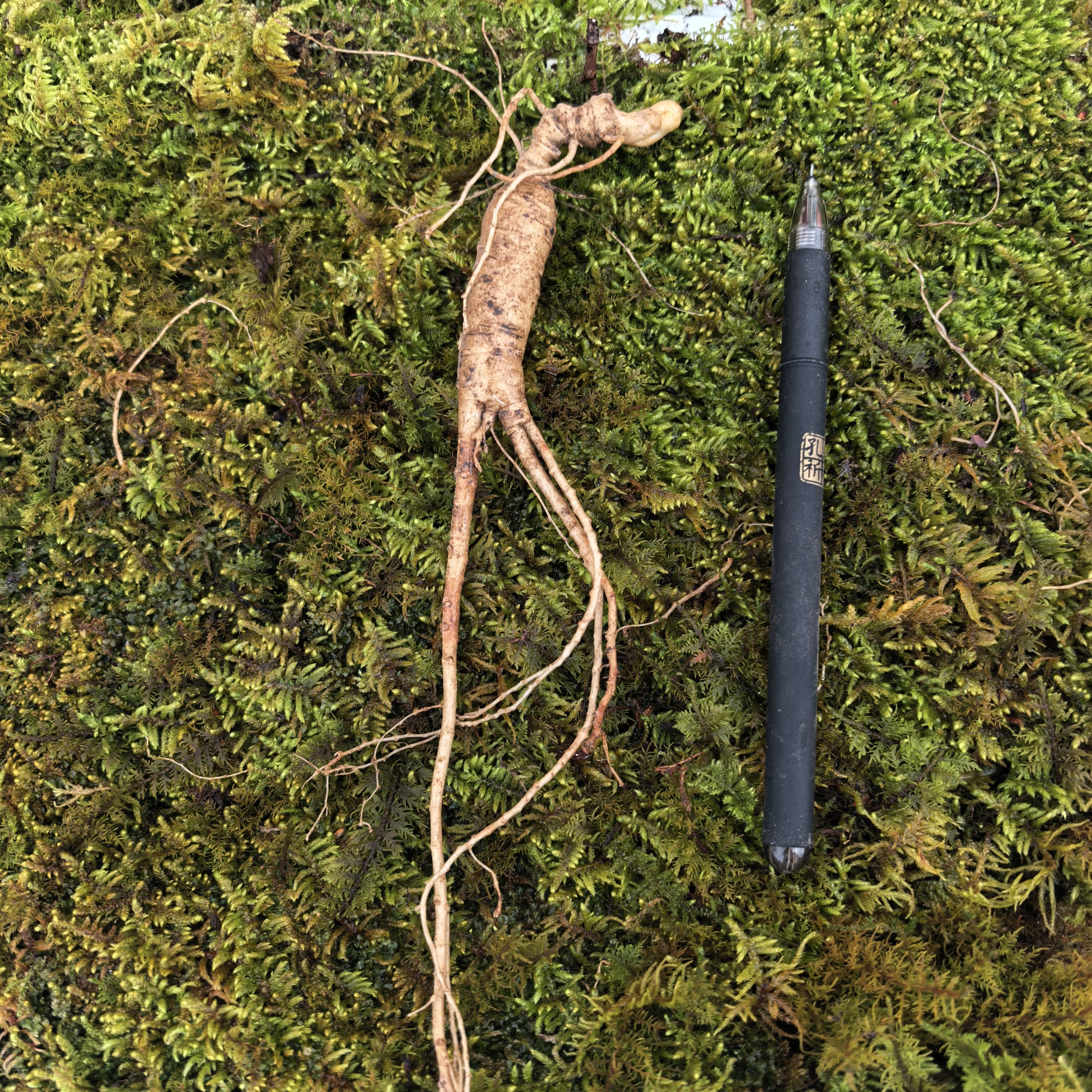 长白山新鲜带土林下参野山参老山参煲汤泡酒滋补产地直发包邮