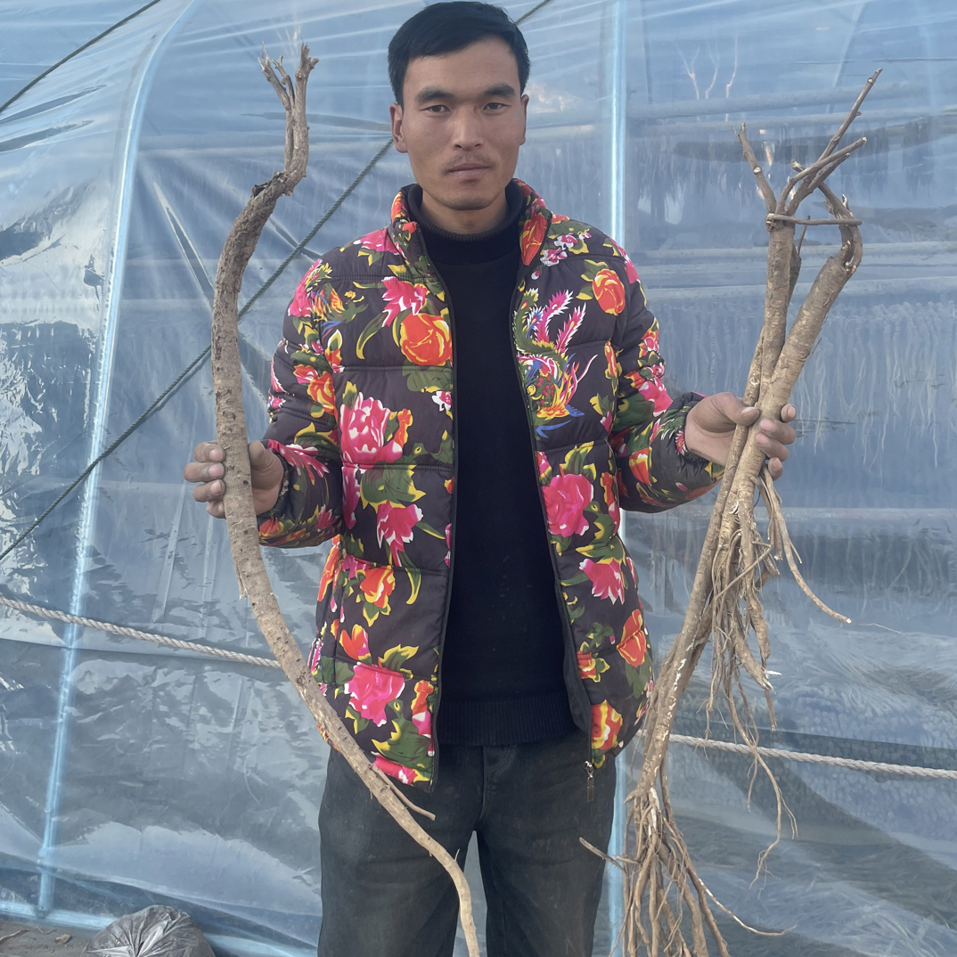 甘肃漳县自家种植黄芪鲜货