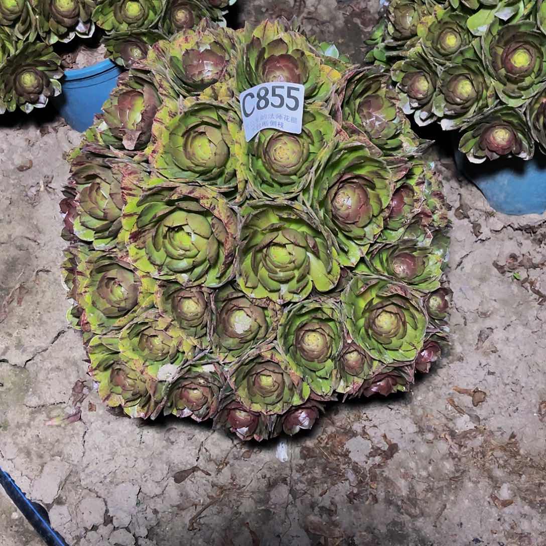 法师法师14/9包邮法师