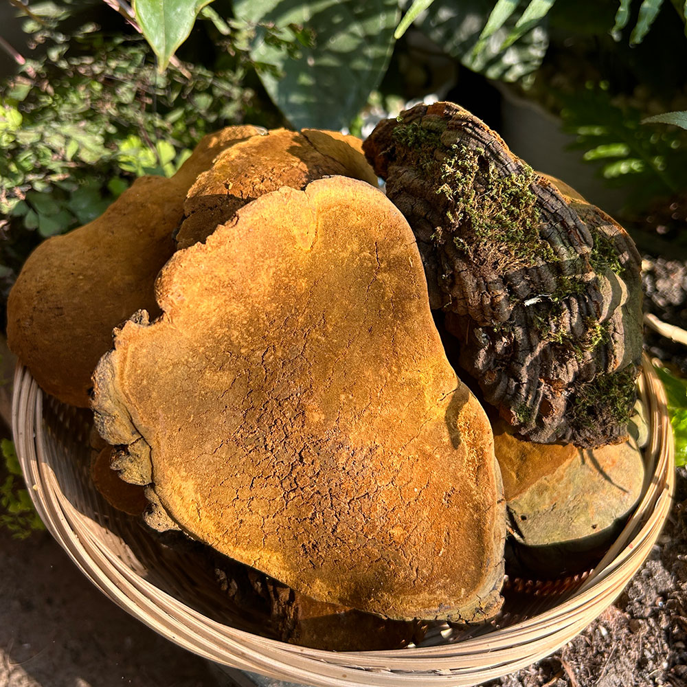精选桑黄滋补养生泡水煮水喝滋补品健康桑黄干货泡茶煮水佳品
