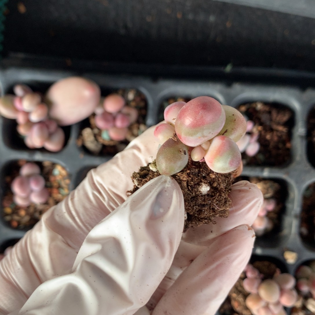 糖果奶酪多肉糖果奶。