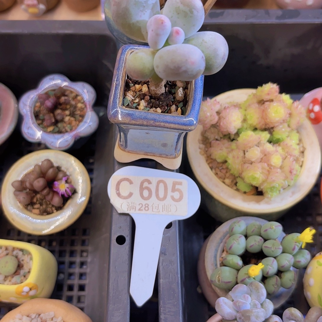 C605Mike奶一物一拍