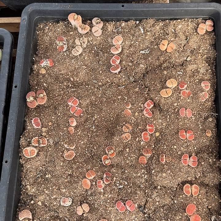 生石花11111。    211