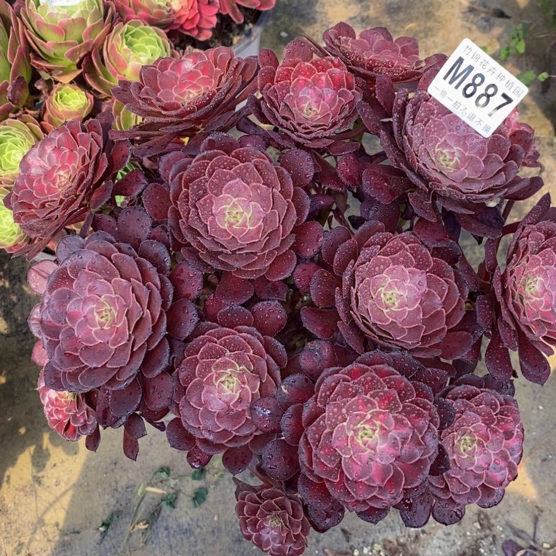 887铜壶中班嫩桩