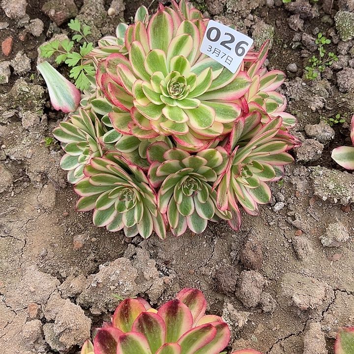 3.7-26倾城多肉植物2