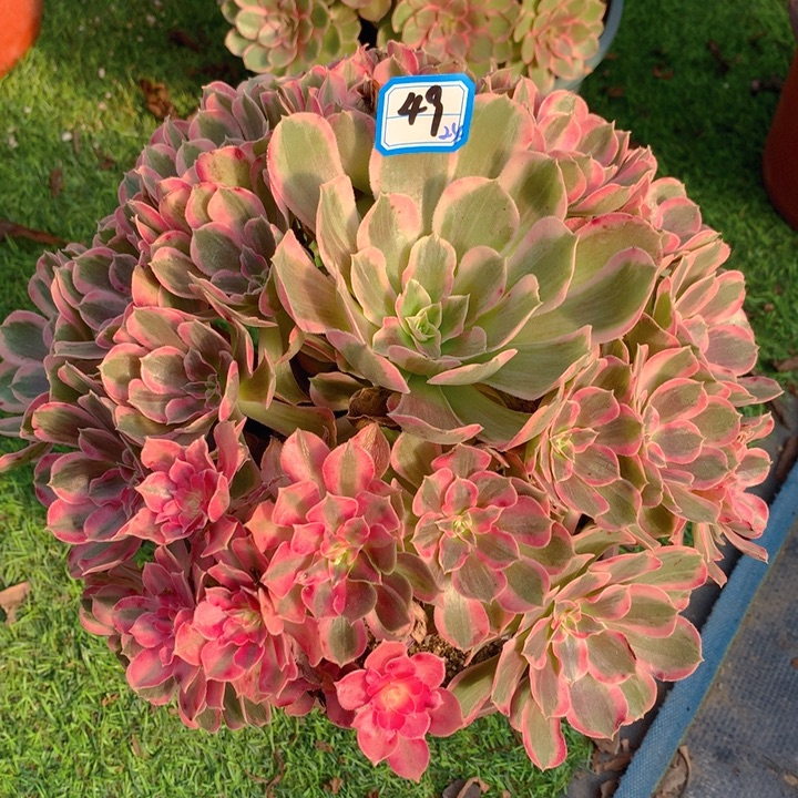 49男神精品法师多肉