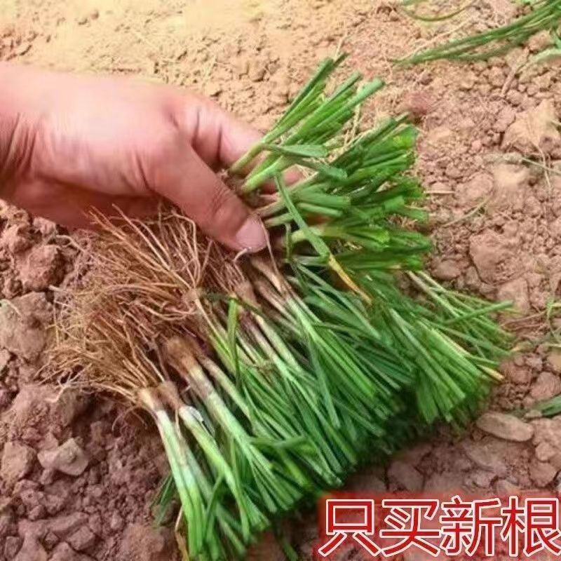 新鲜现挖韭菜根苗中宽叶苔韭紫根可四季种植阳台盆栽蔬菜绿植