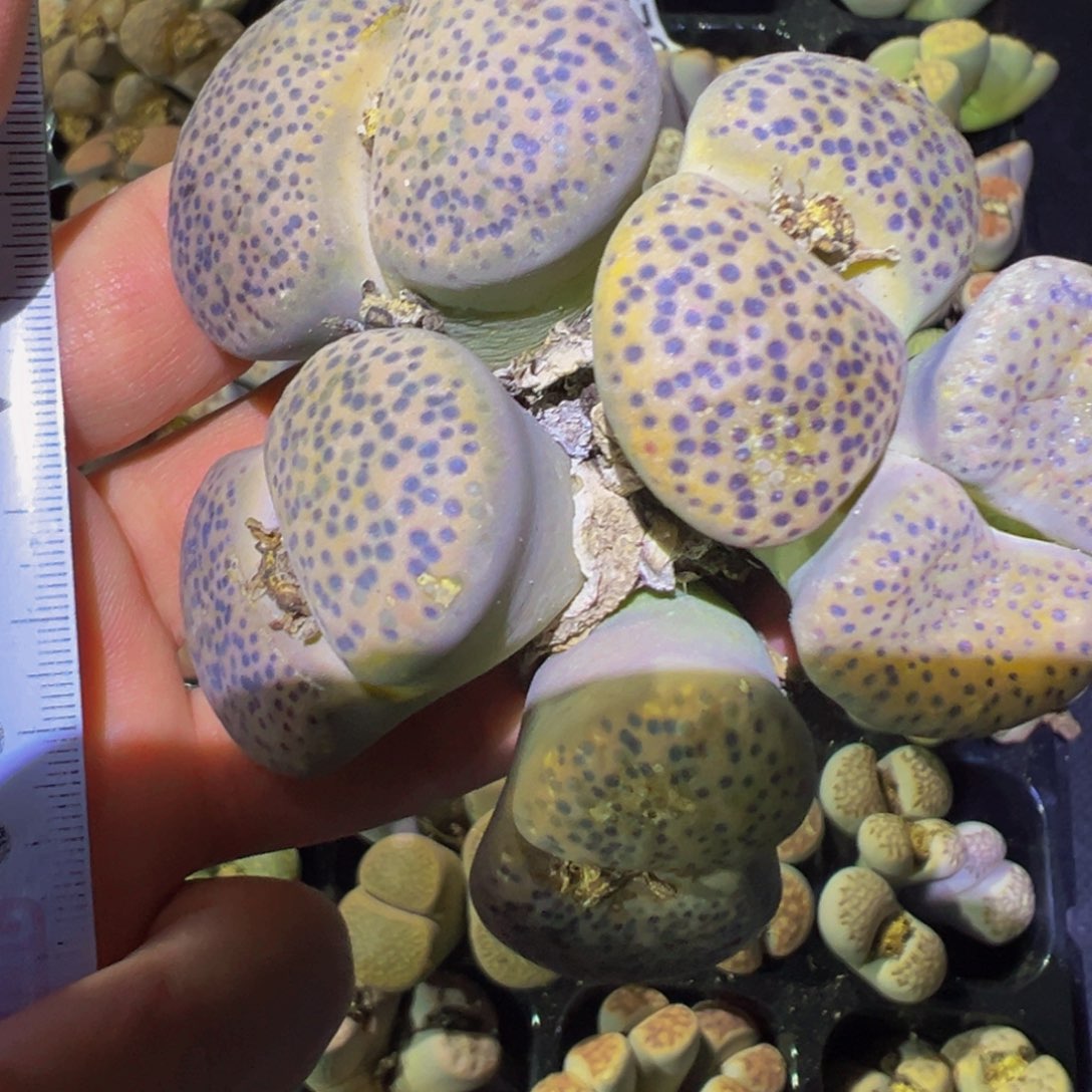 汉***王191 生石花大群生一物一拍