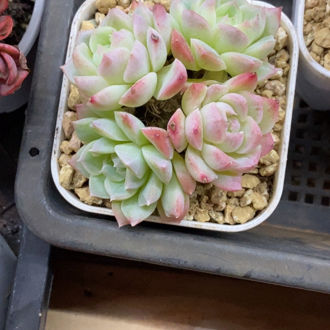 精品多肉一物一拍不包整188