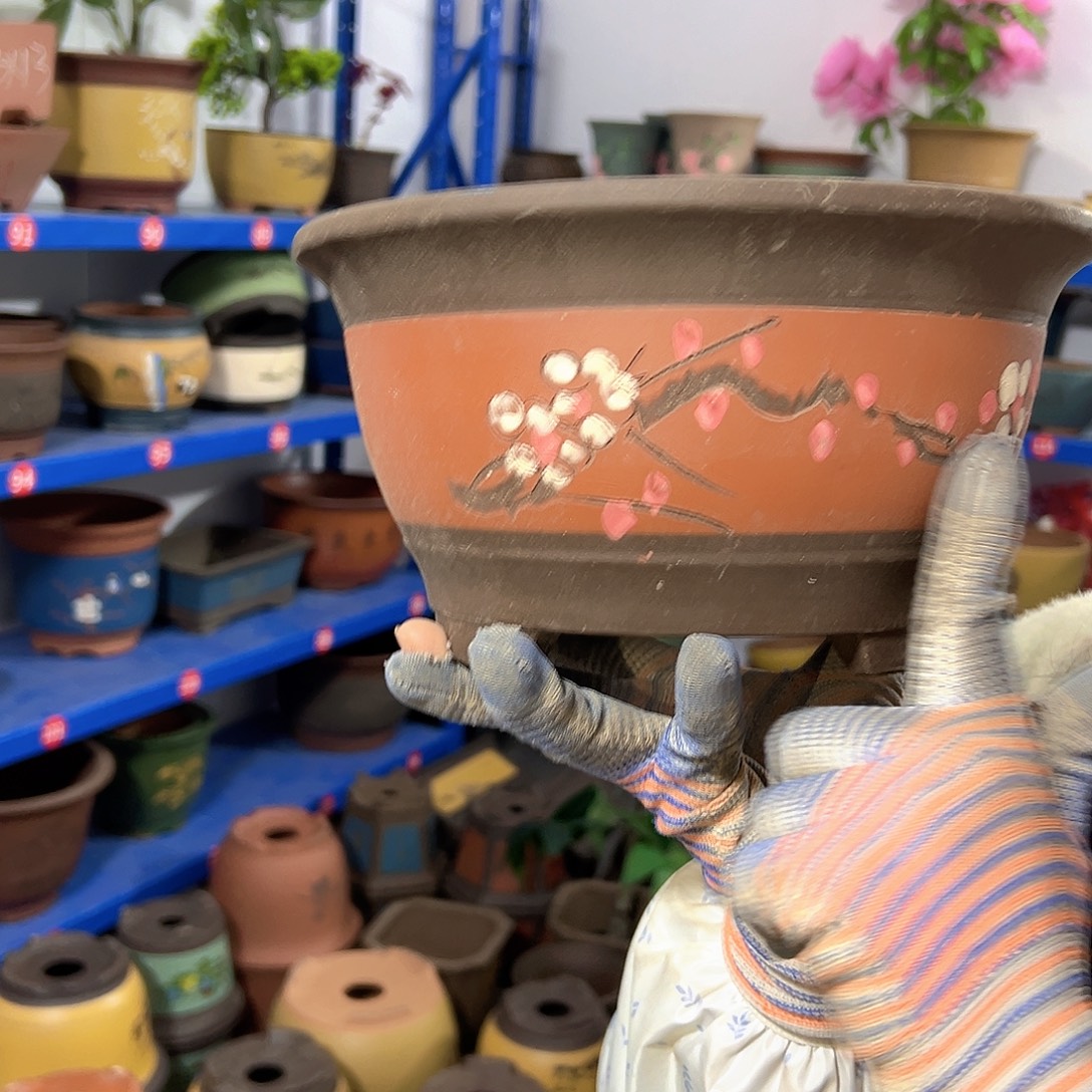 红富贵点菜小号一个花盆花盆