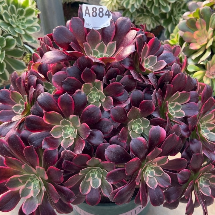 884金丝雀35厘米左右