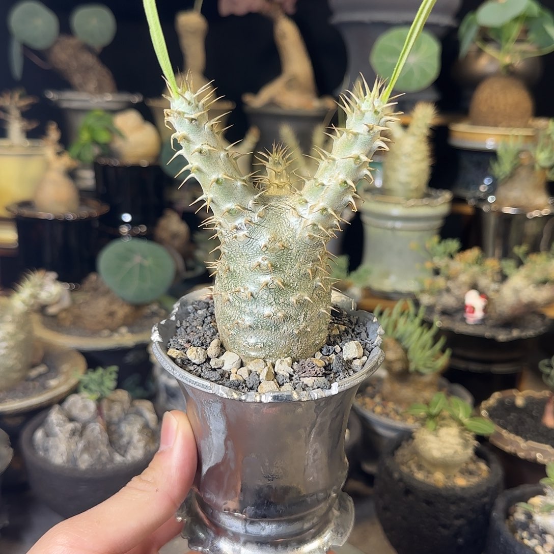 一物一拍象牙宫03