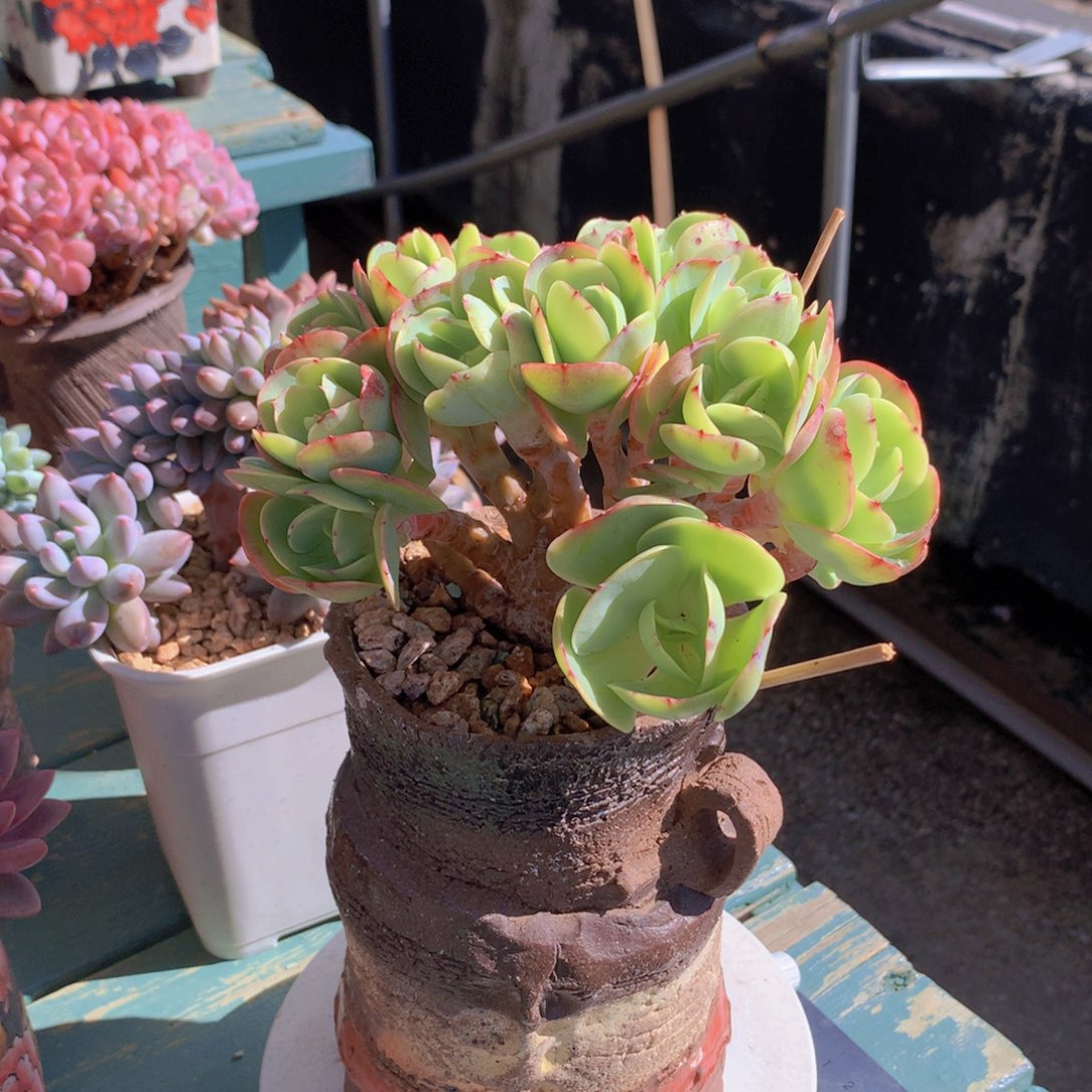 碧桃朵朵无砍自然群