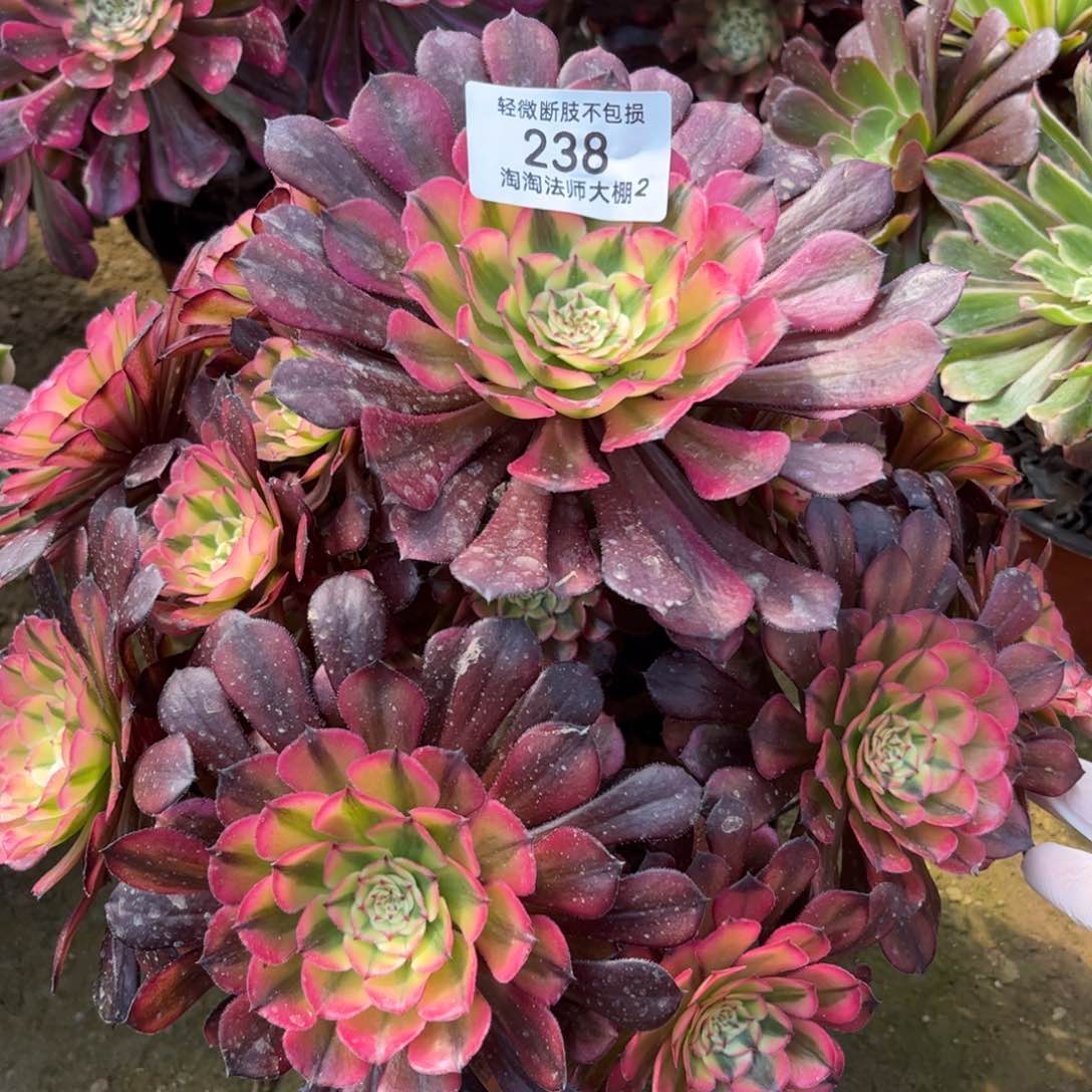 238霞光多肉植物法师