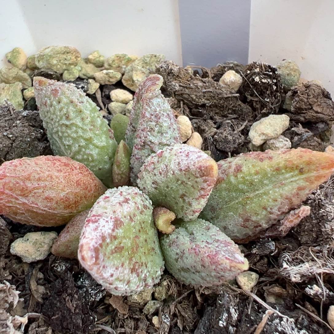 七彩石多肉植物水泡