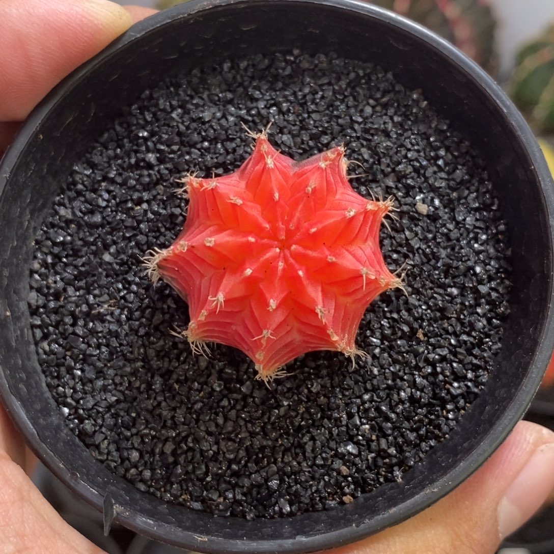 精品米哈—脱土发货18