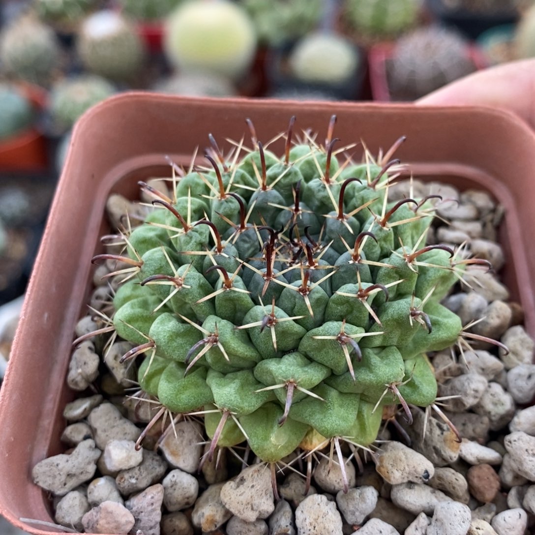 植播园艺控养金刚石