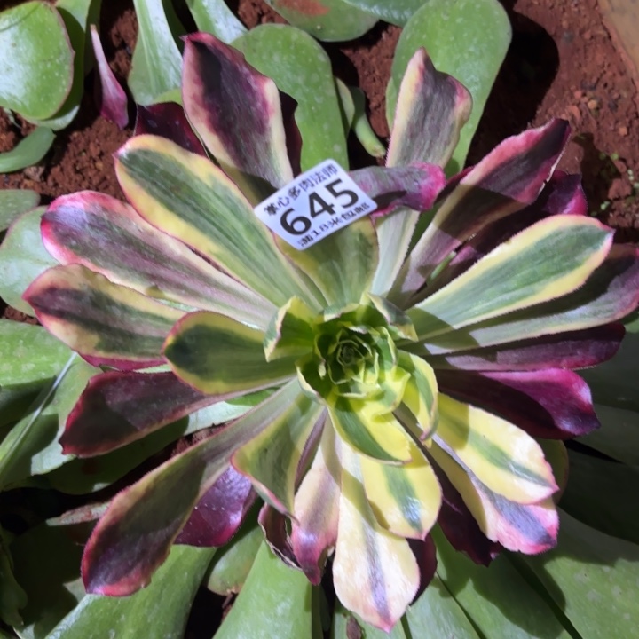 645魅影掌心多肉法师锦不包侧枝断枝