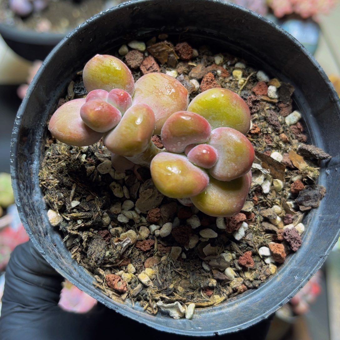 404KK奶酪5厘米多肉