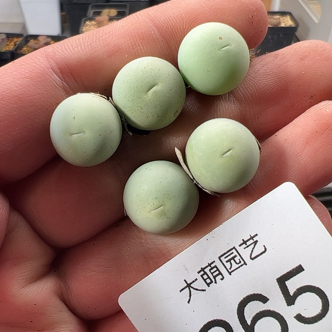 一物一拍脱土发。  265
