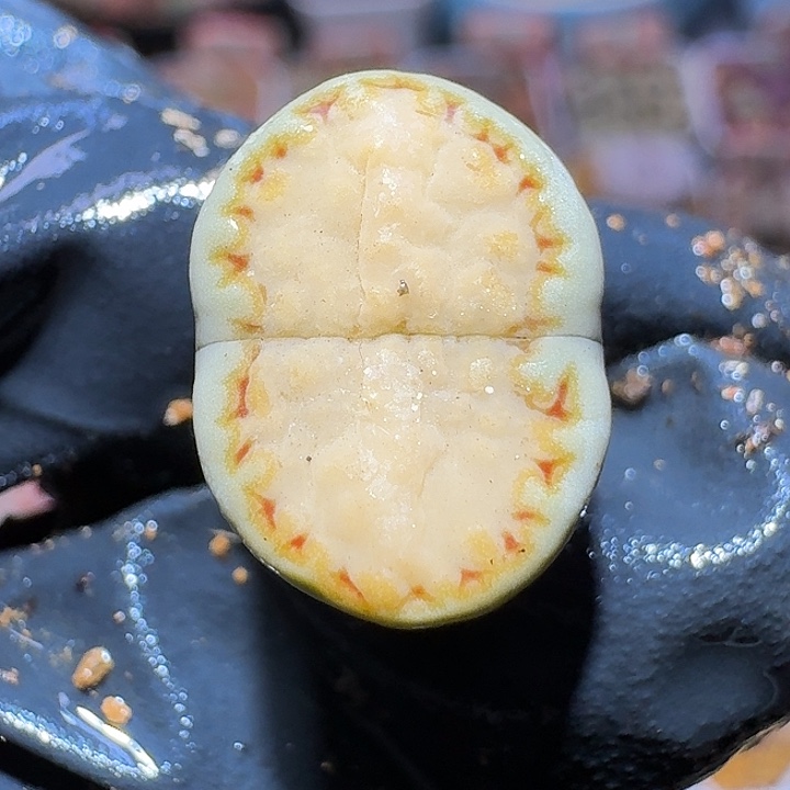 生石花3:：：。    356号