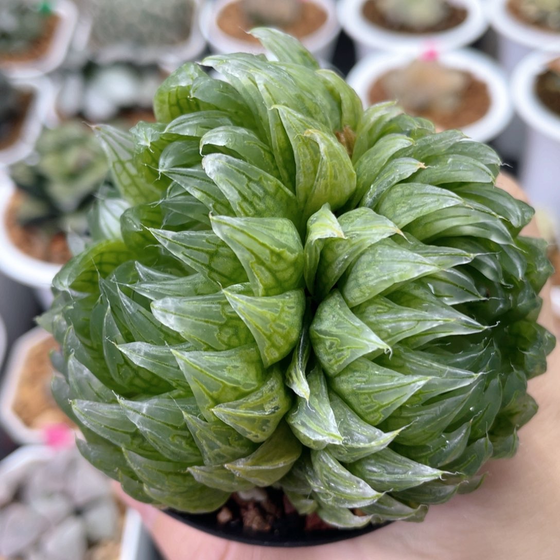 21双头樱水晶。