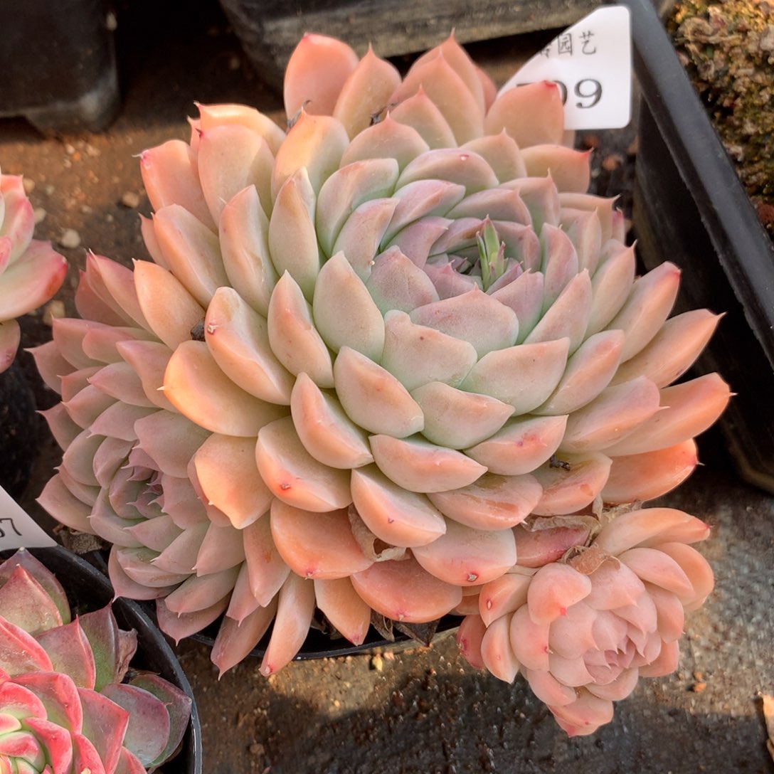 509新年快乐发发发