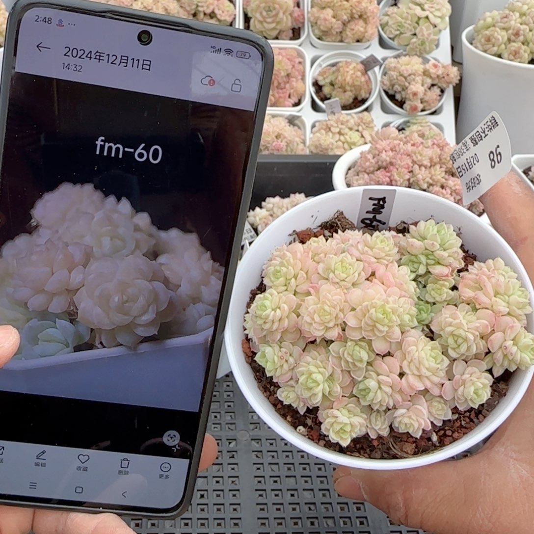 【闪购商品】0215-98（fm-60）