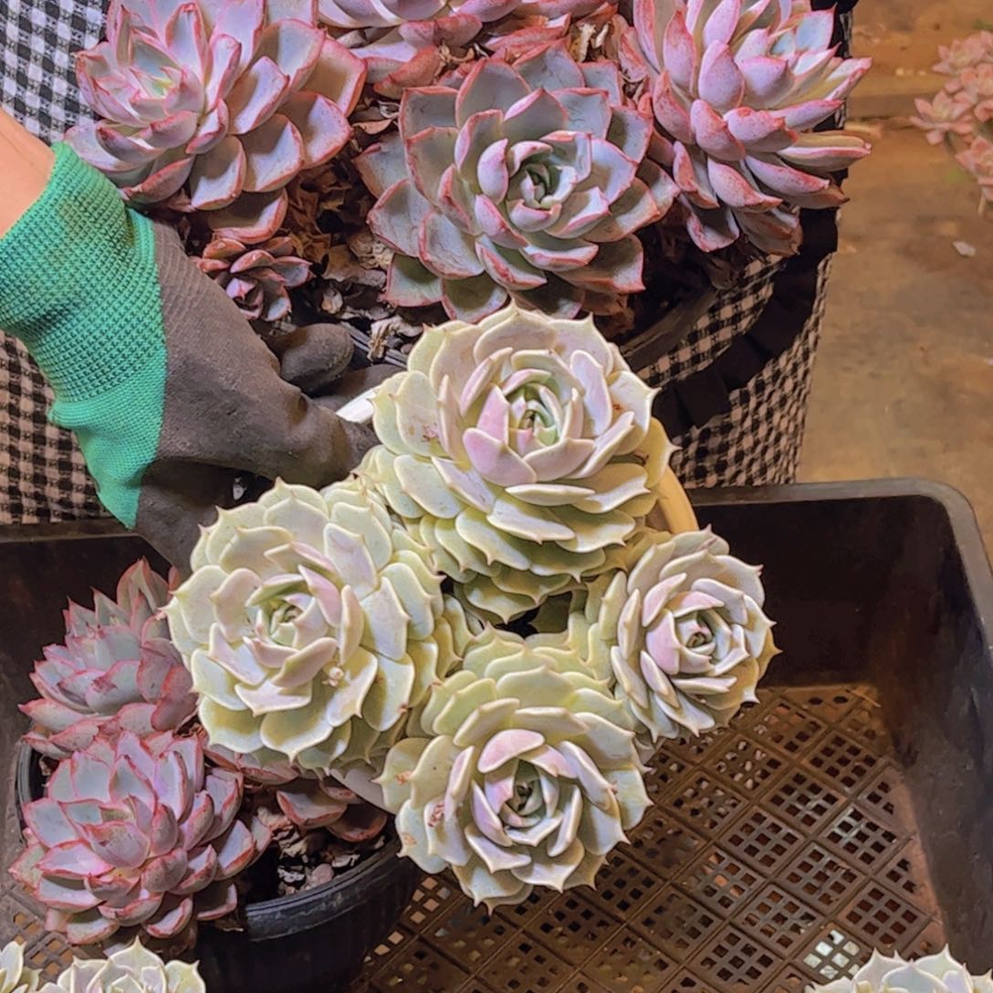 露娜莲赫拉组合发货