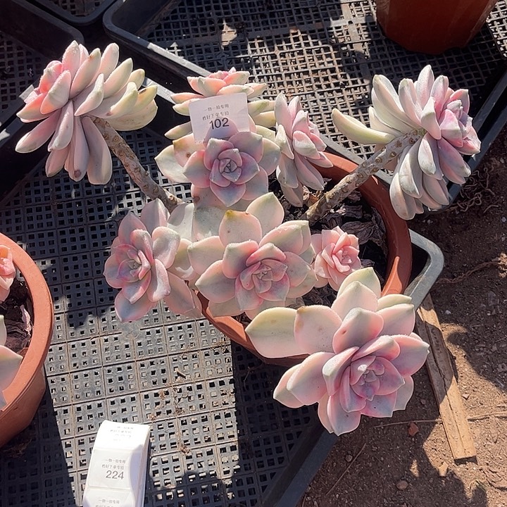 小***七紫乐锦白皮复伦锦粉锦，一物一拍