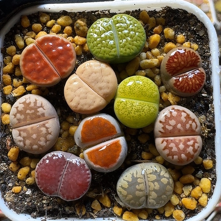 111112生石花。   137