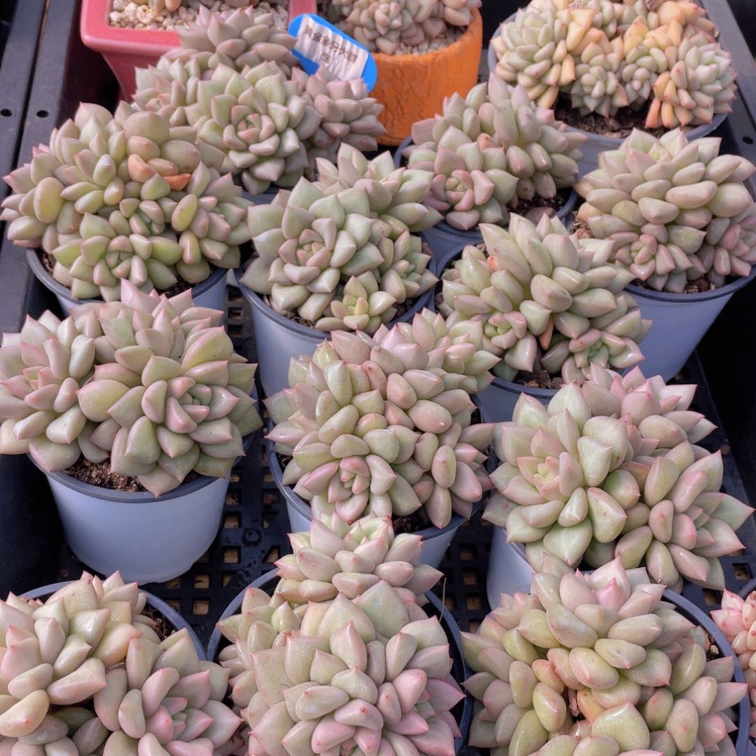 量拍41号 黄金象牙大群生一个