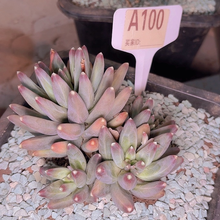 南*、乌拉克拉A100