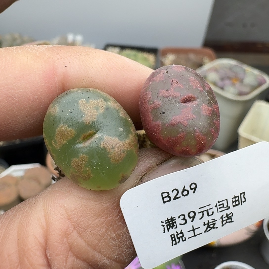 269多肉哈哈哈哈哈哈哈
